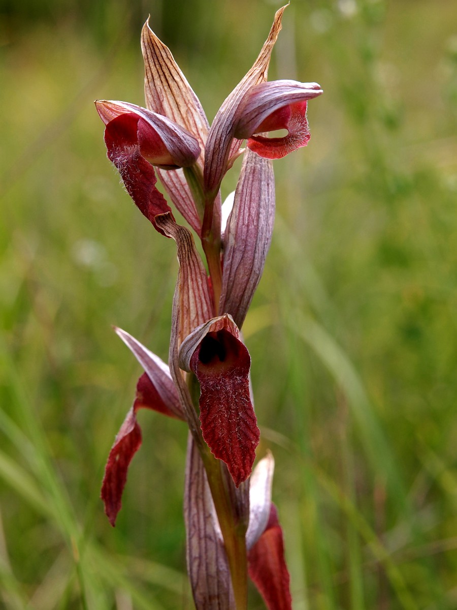 Serapias vomeracea, Long Lipped Serapias